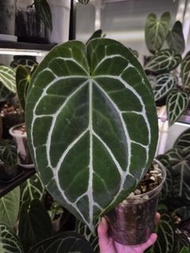 水晶花燭