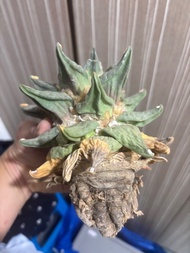 實生龍牙怒濤牡丹