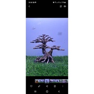 Bonsai aquascape tree 238h