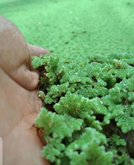 bibit rumput azolla murah kemasan 500g