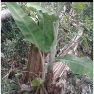 Anak Pokok Pisang Abu / Nipah.