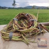 ▞ ✼ ♚ ❣ ♞,♘Takway/Daludal/Ugat ng Gabi from Capiz 1kg