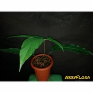 anthurium pepaya - anthurium rare