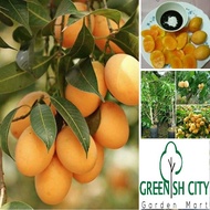 GNC - Mango Plum Fruit Tree Live Plant Anak Pokok Buah Kundang 美女芒/芒果李