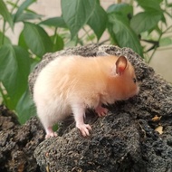 hamster syrian satin kuping hitam
