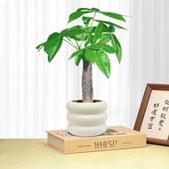 Fortune Tree Beautiful Desktop Four Seasons Evergreen North Purification Unique Plant Maintenance Me