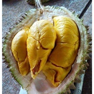 Pokok Durian Monthong / Bantal Emas