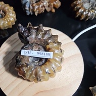 Ammonite Madagascar Rough HQ Original
