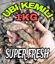 UBI KEMILI 1KG NEW STOCK