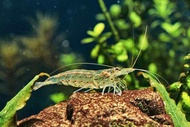 3ekor amano shrimp algae eater shrimp decoration