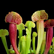 Sarracenia garden decoration balcony terrarium setup | HungGarden