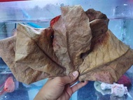 dried talisay leaves(50 leaves)