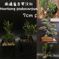 Nantong podocarpus 南通雀舌罗汉松(bonsai plant/live plant/outdoor plant）