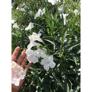 Pokok White Ruellia dalam polybag