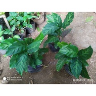 【hot sale】 Calathea | Prayer plants Uprooted calathea Albertii | calathea zebrina| calathea trio st