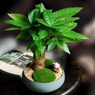 Pachira macrocarpa Seed Money Tree Plants Seeds  Ornamental Bonsai Tree Seeds Air Purifying Plant Indoor Plants Real Plants Potted Live Plants for Sale Home Garden Decor Gardening Flower Seeds (It's a seed, not a plant!)
