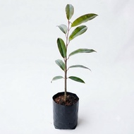Anak Pokok Durian D14 Kampung Saiz 15–40cm | D14 Durian Seedling | D14榴莲树苗