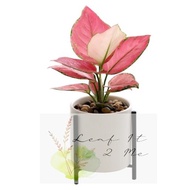Alive Plant of "Aglaonema Ruby" Plant 红财神/吉利红
