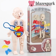 BLAZESPARK Human Body Model, Organ Anatomy Model Human Anatomy Model, Montessori Mannequin 3D Assemb