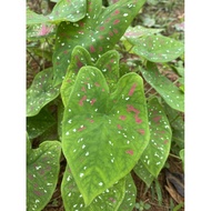 5-root ornamental taro