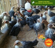 1 Paket Ayam Arab Jantan dan Betina Dewasa Siap Telur
