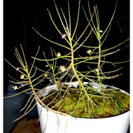 10 Byblis aquatica Seeds, GA3 for  Germination, Rare Carnivorous Plant Seeds