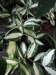 Japanese bamboo money tree(lucky plant)