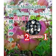 biji mudakathan/倒地铃种子/Ballon vine seed