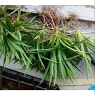 #Daun Pandan Pokok ORGANIC Anak Pokok Pandan untuk tanam