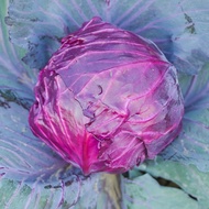 Ready Stock Fast Shipping Fruit Kale Purple Kale Seed Four Seasons Vegetable Vegetable Seedling Vege