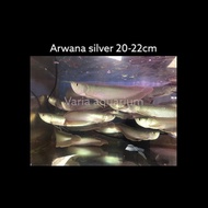Ikan Hias Arwana Silver 20-22cm - Arwana Silver 20 Hingga 22 CM