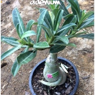 Anak pokok bunga kemboja@Adenium.