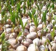 ANAK POKOK KELAPA HIJAU JENIS AIR PALING SEDAP/MANIS DAN CEPAT BERBUAH / KELAPA PANDAN 甜椰子树苗/香椰子树苗