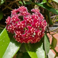 2 Hoya Cuttings for Home Gargden Plating | EZGrow.sg