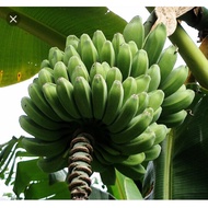 Pisang Abu Nipah (Musa Acuminata X Musa Balbisiana) - Pokok Hidup Besar / Big Live Plant