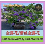 【Ready Stock/现货】Real Live Plant Golden Dewdrop/Duranta Erecta 老桩棒棒糖形状金露花/蕾丝金露花