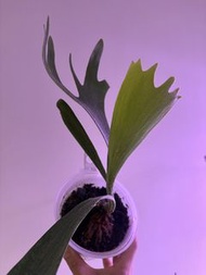 二岐鹿角蕨 水苔種 冇 上板