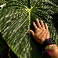 Philodendron Mcdowell by LS Group