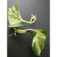 Keratan Pokok/Plants Cutting(Pothos) Manjula,Njoy,Money Plant