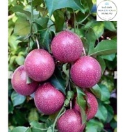 Purple passion fruit tree - Purple passion fruit variety (Real photo no. 2).