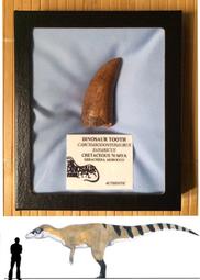 三角洲奔龍（巴哈利亞龍）恐龍牙化石（真品恐龍牙齒化石）惜售