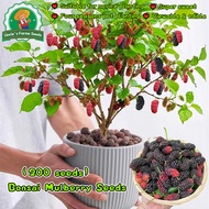 200pcs High Yield Dwarf Mulberry Seeds for Planting Fruits Sweet Mulberry Fruit Seeds Mulberry Tree 