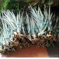 1 set 10 pokok/Nenas madu kaca/Nanas madu kaca/Anak pokok/Buah-buahan/Murah/Nanas madu/Anak nanas si