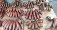 BUAH PISANG RAJA UDANG (PISANG MERAH)