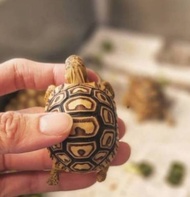 Telur tetas kura kura pardalis 100% asli