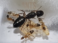 Ant Nest Starter Kit + Ant Colony Type 12 (HEXAGON DESIGN FLAT NEST)