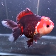 Ikan mas koki Oranda Black Tancho kode ikan 0017