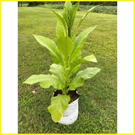 ☢ ஐ ◮ Guaranteed germination rate 2000+ Fresh Virginia Golden Tobacco Seeds Ancestral Tobacco tabac