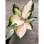 Sindo - Aglaonema Sultan Brunai Live Plant 51KZ1ASDDK