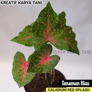 Tanaman hias caladium red splash - Caladium Bicolor - Caladium Api